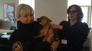 Pieska zabrali strażnicy miejscy