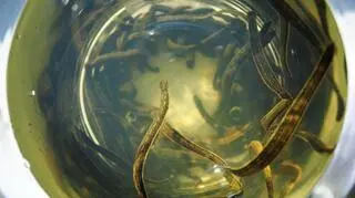 Pijawki trafią do zoo 