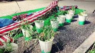 Piknikowicze przynieśli własną trawę