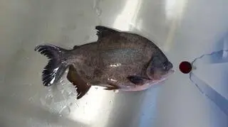 Pirania 