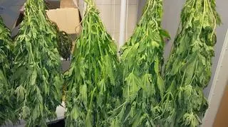 Plantacja marihuany w Szczecinku