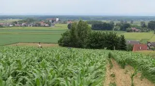 Plantacja na polu ryżu