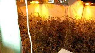 Plantatorzy chcieli powiększyć zbiory (fot. policja Szczecin)