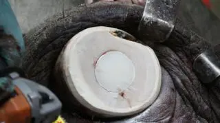 Plomba na ciosie Ninia