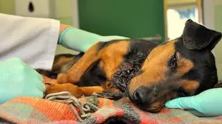 Po przyjeździe do lecznicy stan szczeniaka był bardzo zły