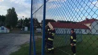 Po uwolnieniu z siatki, strażacy przerzucili lisa przez płot