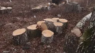 Pod topór poszły 3 brzozy, 2 świerki i 5 klonów