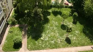 Podwórko o które walczy mała Marcelina