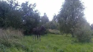 Pojawienie się zwierzęcia zdziwiło miejscowe służby