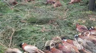 Pokot był zwieńczeniem myśliwskiego pikniku