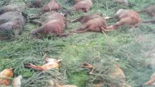 Pokot należy do tradycji myśliwskiej