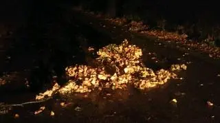 Połamane gałęzie, powalone drzewa - wiatr w okolicach Kamiennej Góry