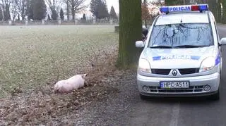 Policjanci przyjechali ujarzmić zwierzę (fot. policja Świecie)