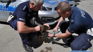 Policjanci z Lubina odnaleźli czworonoga, który uciekł po wypadku