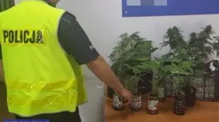 Policjanci zabezpieczyli krzaczki konopi