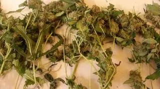 Policjanci zabezpieczyli ponad 20 krzewów konopi indyjskich w różnej fazie rozwoju