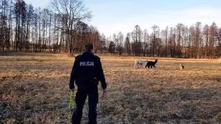 Policjanci zwabili alpaki przy pomocy marchwi