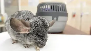 Połknęła orzeszka i trafiła do weterynarzy