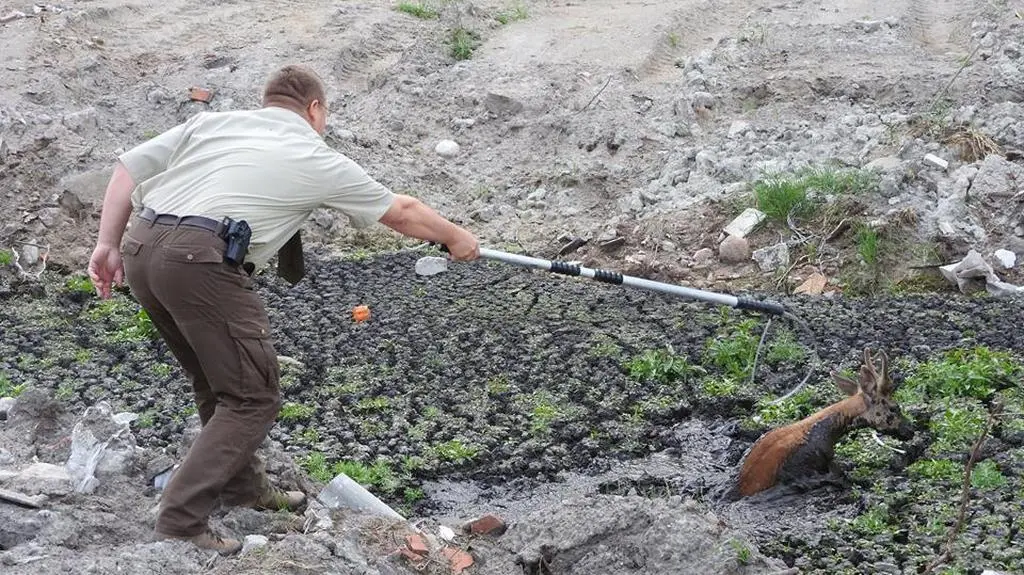 Pomógł strażnik leśny