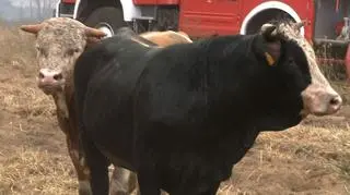 Poparzone, ale ocalone byki