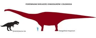 Porównanie t-rexa z patagotitan mayorum i człowiekiem