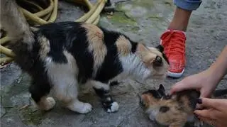 Porzucone rasowe koty w Doniecku
