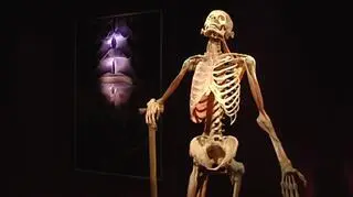 Poseł PiS przeciw wystawie „The Human Body”