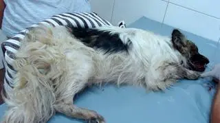 Postrzelił psa z broni