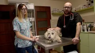 Potrzebna była pomoc weterynarza 