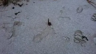 Potykacze na plaży w Helu 