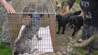 Powitanie Sary w nowym domu