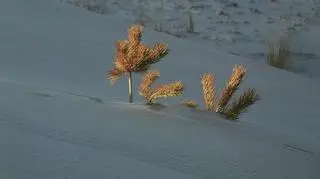 Pracownicy Słowińskiego Parku Narodowego obserwują zwierzęta