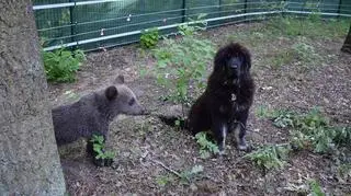 Pracownicy zoo mają nadzieję, że zwierzęta się zaprzyjaźnią