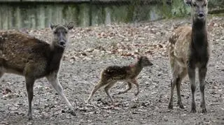 Pracownikom zoo na zdjęciu udało się uwiecznić jej szalone skoki)