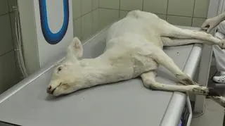 "Prawdę mówiąc sami początkowo nie byliśmy pewni co to za zwierzę"