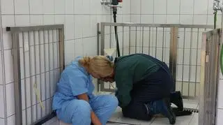 Prawdopodobnie foka za szybko odłączyła się od matki 