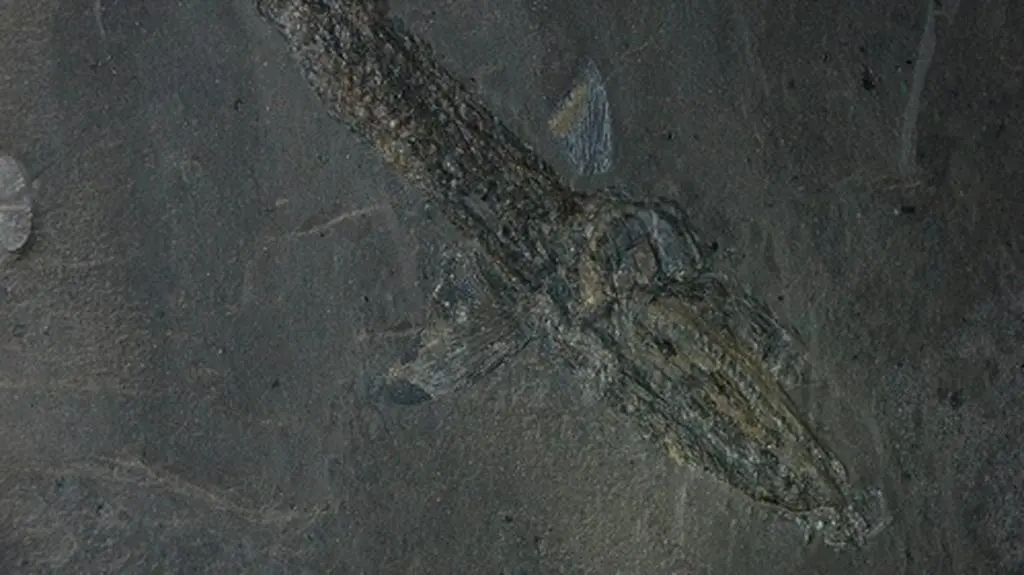 Prehistoryczna ryba, fot: Stefan Karst