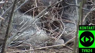 Problem mieszkańców Trójmiasta