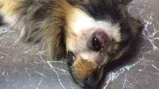 Promyk powoli wraca do zdrowia