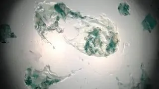 "Protoza" - pierwsza animacja autorstwa Anity Kwiatkowskiej-Naqvi