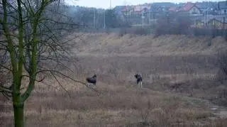 Przez Tczew łosie migrują na wschód