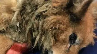 Psa nie udało się odratować