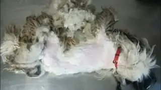 Psa trzeba było ogolić do skóry