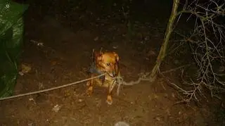 Psa znaleziono na Obłużu