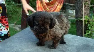 Psami opiekuje się weterynarz Towarzystwa