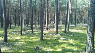 Psiak przywiązany był w gęstym lesie daleko od drogi