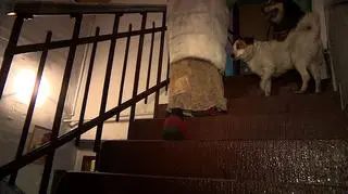 Psy są w dobrej kondycji, ale ich pani grozi eksmisja