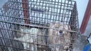Psy trzymano w skandalicznych warunkach (fot.Pogotowie i Straż dla Zwierząt)