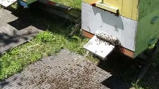 Pszczoły prawdopodobnie padły ofiarą oprysków