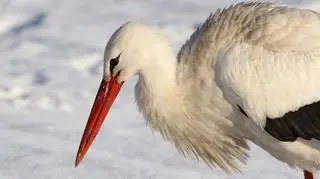 Ptak jest w bardzo dobrej kondycji